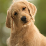 Fundraising Page: Teddy Klein